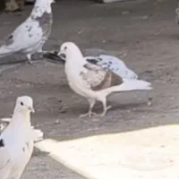 کبوتر|حیوانات|ایوان, |دیوار