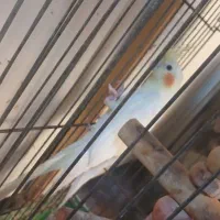 عروس پاریس یا هلندی|پرنده|اهواز, سلطانمنش|دیوار