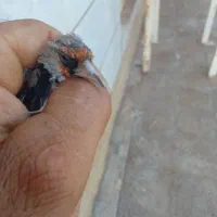 سهره کرمان|پرنده|فردوس (کرمان), |دیوار