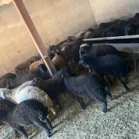 ۵۵راس بره نر و ماده بومی|حیوانات مزرعه|قم, شهرک امام حسین|دیوار