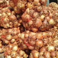 پیاز به قیمت مناسب زیر قیمت میدان تره بار|خوردنی و آشامیدنی|رباط‌کریم, رباط‌کریم|دیوار