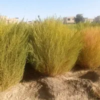جاروصحرایی
