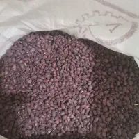 لوبیا قرمز عمده
