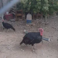 بوقلمون نر و مرغ لاری