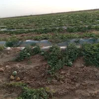 اجاره زمین کشاورزی/25 هکتار/چاه برقی/شهرستان سرخس|اجارهٔ دفتر صنعتی، کشاورزی، تجاری|مشهد, فرودگاه|دیوار