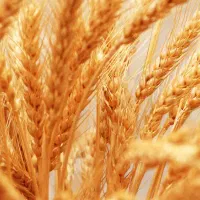 گندم پیشگام