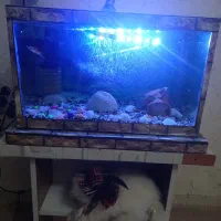 آکواریوم|ماهی|رشت, کوی فکوری|دیوار