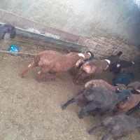 بره ومیش|حیوانات مزرعه|دینور, |دیوار