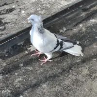 کفتر شهرستانی