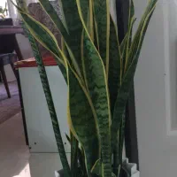 گل سانسوریا ابلغ با گلدان سرامیکی|گل و گیاه طبیعی|تهران, افسریه جنوبی|دیوار