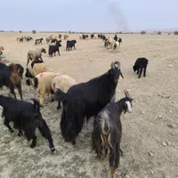 چپش نر بز|حیوانات مزرعه|بهبهان, |دیوار