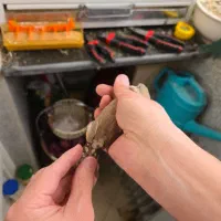 ماده انگلیسی اخمو نژاد دار|پرنده|تهران, سردارجنگل|دیوار