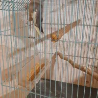 عروس هلندی|پرنده|رشت, نظری|دیوار