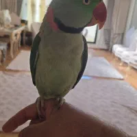 شاه طوطی نر سخنگو