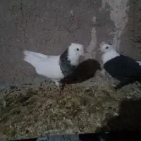 ۳عدد رنگه کربلایی|پرنده|تربت جام, جامرود|دیوار