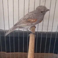 قناری|پرنده|کرمان, |دیوار