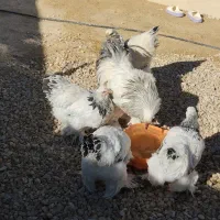 مرغ وخروس برهما لایت|حیوانات مزرعه|کهریزک, |دیوار