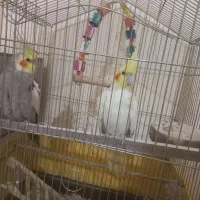 عروس هلندی جفتی ۲۵۰۰۰۰۰ با قفس|پرنده|پردیس, فاز ۱۱|دیوار