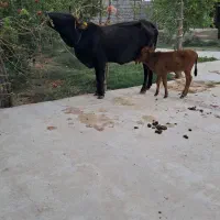 گاو گوساله|حیوانات مزرعه|آق قلا, |دیوار