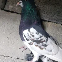 کبوتر|پرنده|نورآباد ممسنی, |دیوار