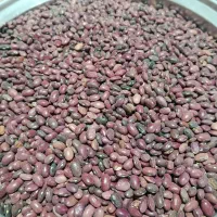 لوبیا قرمز 220 تومان  لوبیا  چتی350 تومان|خوردنی و آشامیدنی|پلدختر, |دیوار