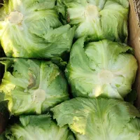 ورامین کاهو|خدمات باغبانی و درختکاری|ورامین, قويينک زهری|دیوار