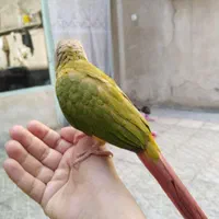 طوطی گرینچیک گمشده در قائمیه کوچه 21/1|حیوانات|اسلام‌شهر, شهرک قائمیه|دیوار