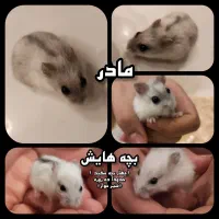 همستر کمپل همراه نوزاد شیرخوار|موش و خرگوش|تهران, امامت|دیوار