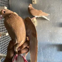 نروماده شهری پرتغالی|پرنده|شیراز, وزیرآباد|دیوار