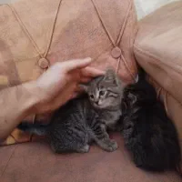 گربه واگذاری|گربه|مشگین شهر, |دیوار