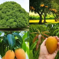 انبه خوزستان