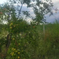 زمین کشاورزی|فروش دفتر صنعتی، کشاورزی، تجاری|شوط, |دیوار