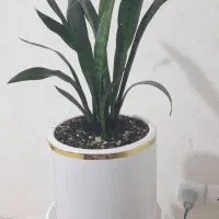 گل با گلدان مفته مفت