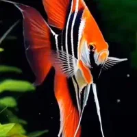 گوپی بیگ ایر گرید AA