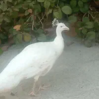طاووس ماده