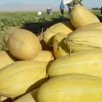 خربزه شیرین