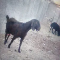 بز دورگ شیره ده  الان نیم کیلو شیر میده13500