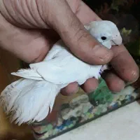 طوطی پروتلت آمریکن وایت(سفید) ماده بالغ وآماده جفت