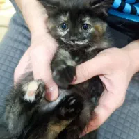 گربه بریتیش ۱ ساله