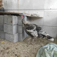 بوقلمون ماده|حیوانات مزرعه|بندر گناوه, |دیوار