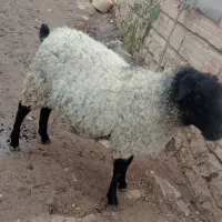 گوسفند رومانف اصل نژاد چند قلو زایی