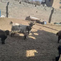 ۳تابز    جوان