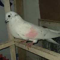 کبوتر پرشی