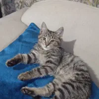 بچه گربه|گربه|کرج, خلج آباد|دیوار