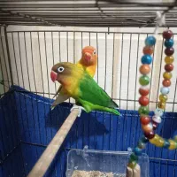 طوطی برزیلی