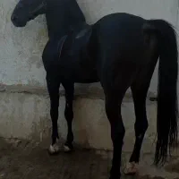 قیماق کرد خالص|اسب و تجهیزات اسب‌سواری|فولادشهر, سایت صنعتی کاوه|دیوار