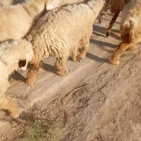 چند عدد بره