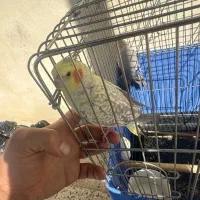 عروس هلندی گم شده