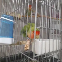 طوطی برزیلی / مرغ عشق|پرنده|شاهرود, |دیوار