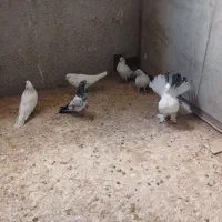 کبوتر|پرنده|نظرآباد, شهرک صنعتی سپهر|دیوار